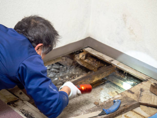 Best Certified Mold Removal  in Orcdlands Estates, HI