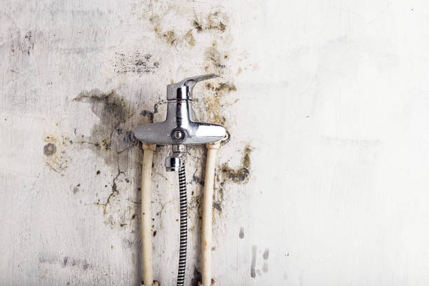 Mold Removal Process in Orchidlands Estates, HI