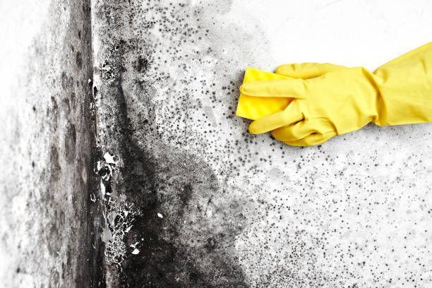Best Crawl Space Mold Removal  in Orcdlands Estates, HI