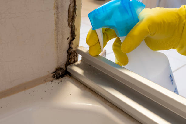 Best Mold Damage Repair  in Orcdlands Estates, HI