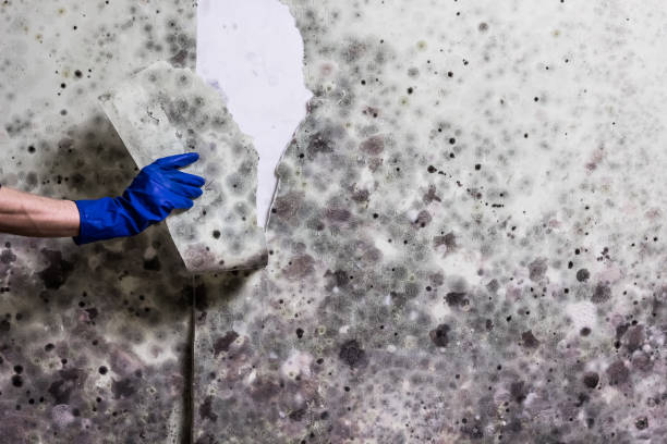 Best Mold Cleaning Services  in Orcdlands Estates, HI